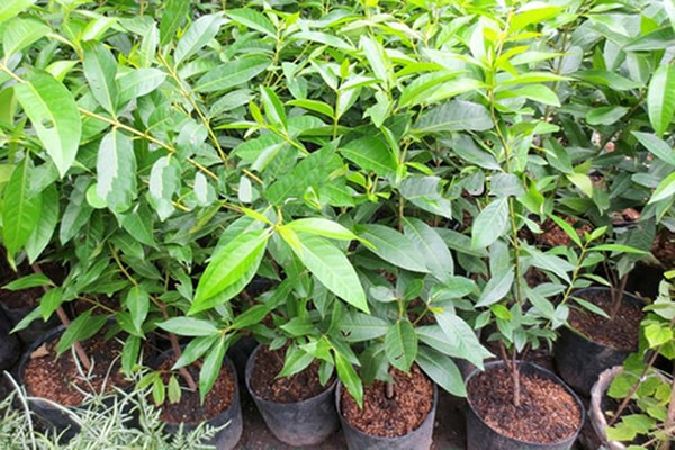 Trị bệnh ngoài da