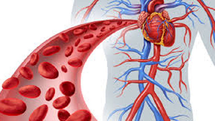 Cải thiện lưu thông máu