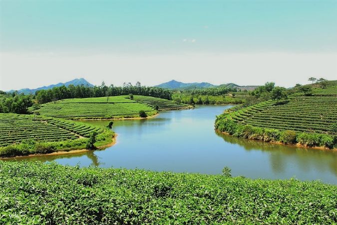 Đồi chè Thanh Chương