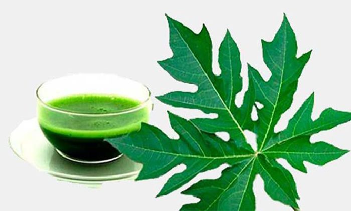 Top 12 công dụng của lá đu đủ đối với sức khỏe con người