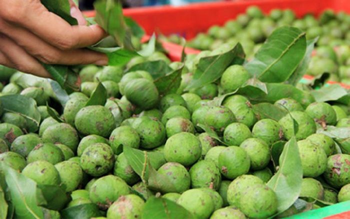 Top 8 công dụng của quả sấu