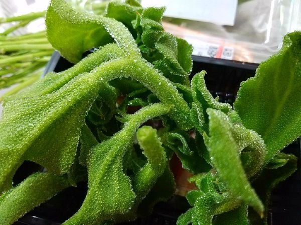 Crystalline Ice Plant