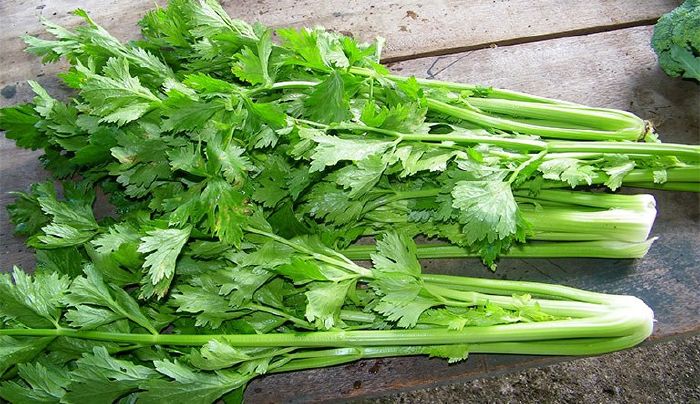 Bài độc cho cơ thể