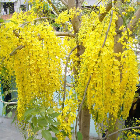 Hoa Muồng Hoàng Yến