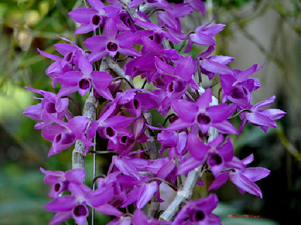 Shop hoa tươi Oanh