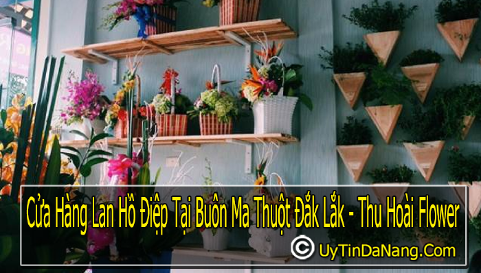 Thu Hoài Flower