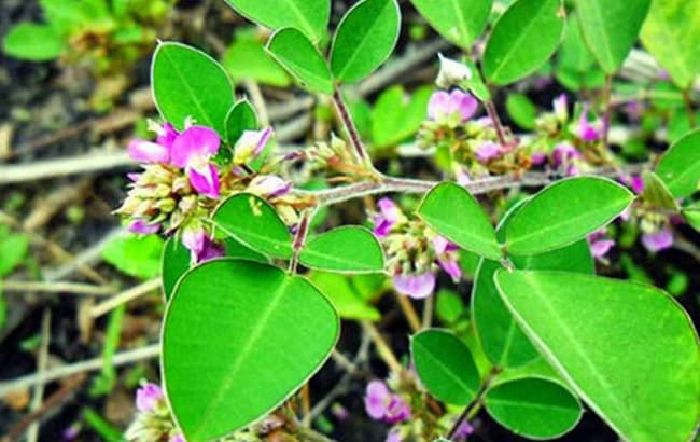 Bài thuốc đơn giản chữa sỏi thận