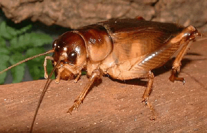 Dế Mèn