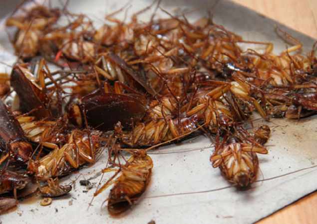 Có thể dùng để đuổi gián và chuột trong nhà