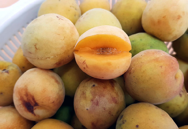 Quả Mơ