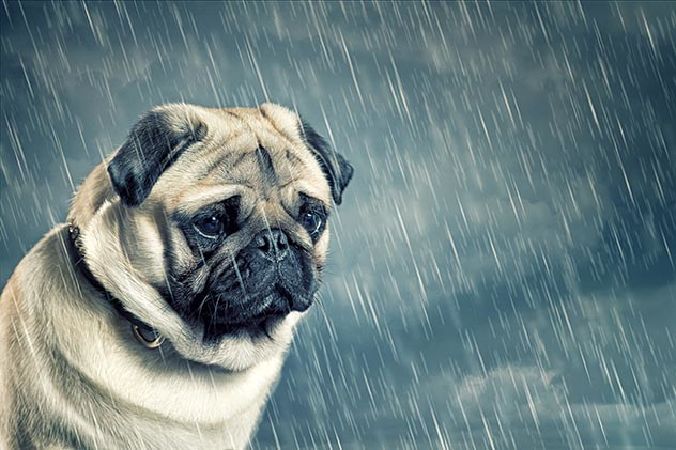 Con chó có thể bị trầm cảm và lo lắng quá