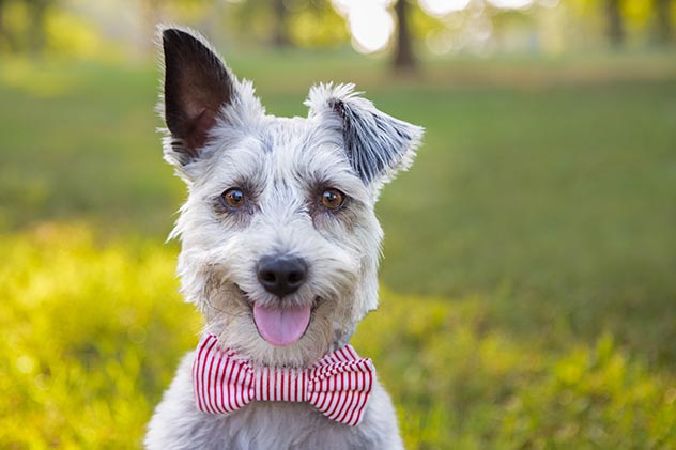Con chó có thể đọc biểu cảm trên khuôn mặt của chúng ta