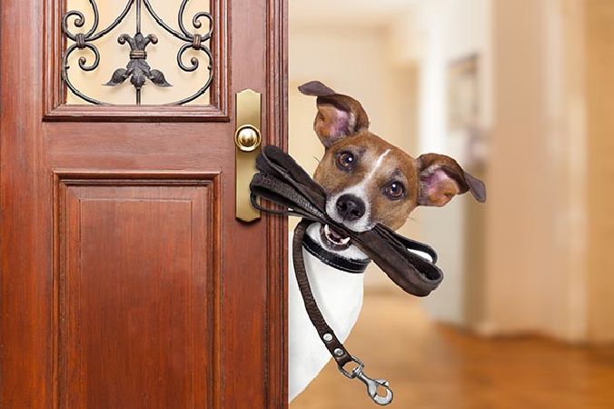 Con chó có thể hiểu những gì bạn đang nói