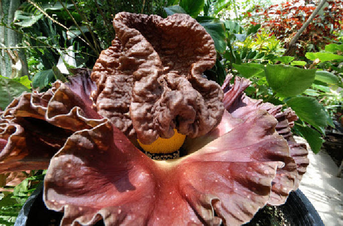 Cây hoa xác thối