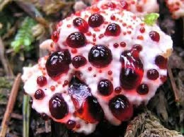 Cây nấm chảy máu răng
