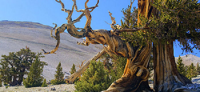 Cây thông Bristlecone