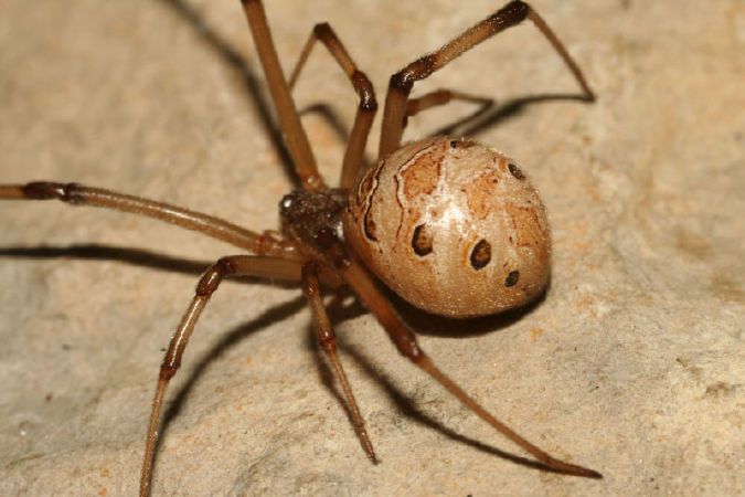 Nhện Spider Lat Latectectus hình học