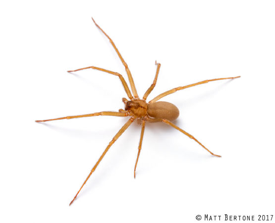 Nhện ẩn dật Chile Loxosceles Laeta