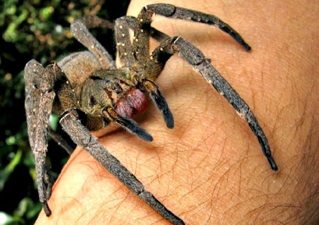 Nhện lang thang Brazil Brazil Phoneutria Fera