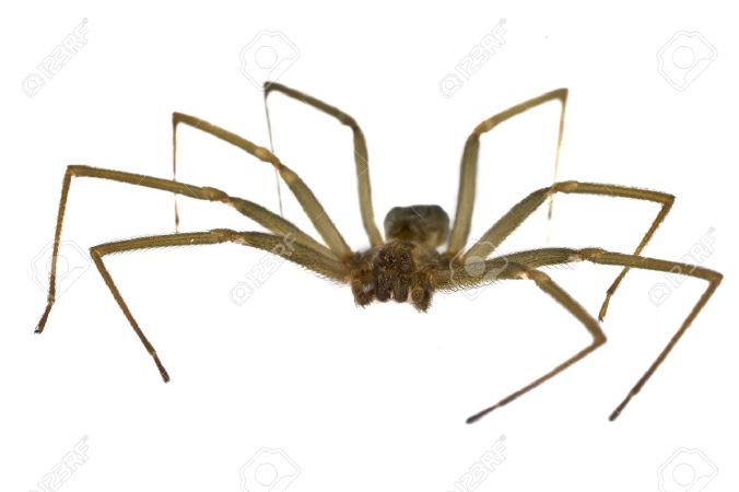 Nhện nâu Recluse Spider Loxosceles Reclusa