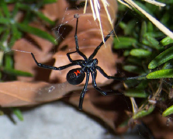 Nhện Red Spider Spider Latrodectus Hasseltii