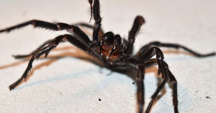 Nhện Sydney Sydney Spider Atrax Robustus