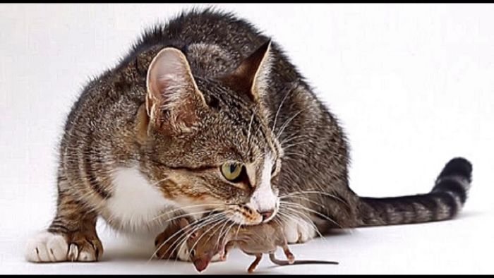 Tiếng kêu của mèo