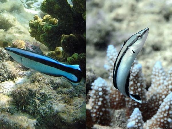 Blue Streak Cleaner Wrasses và false Cleanerfish