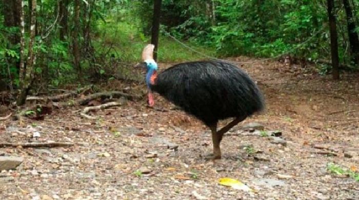 Cassowary