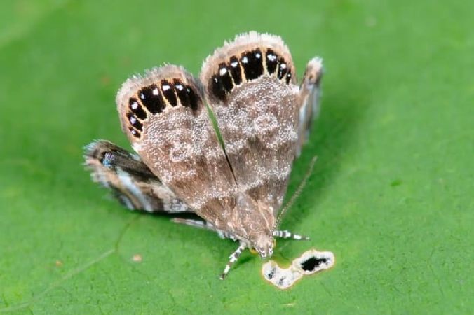 con nhện nhảy và bướm kim loại