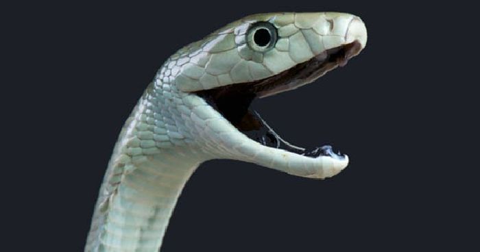 con rắn Mamba đen