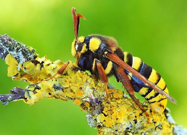 Hornet và Hornet Moth