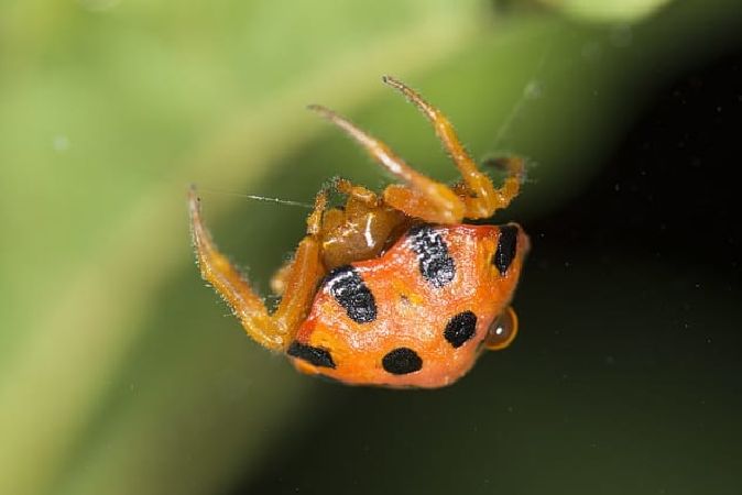 Ladybirds và Ladybird Spiders