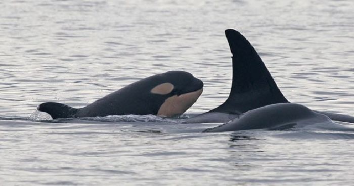 Orcas sơ sinh không thể ngủ