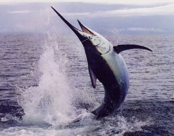 Cá kiếm Marlin đen