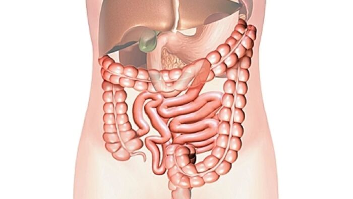 Rất tốt cho hệ tiêu hóa