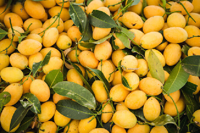 Xoài Cao Lãnh