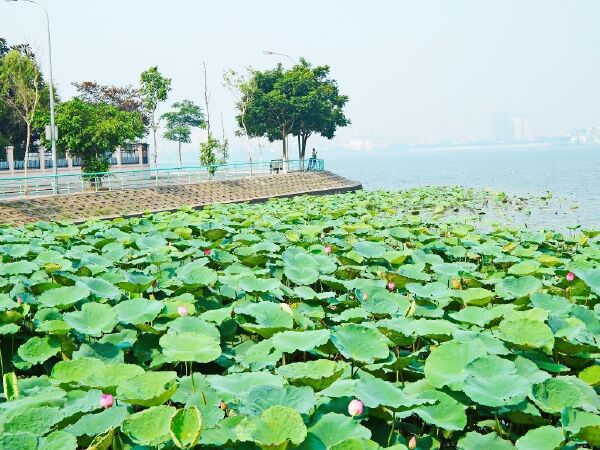 Đầm sen Tây hồ