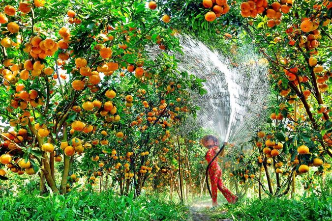 Vườn Trái Cây Út Phương
