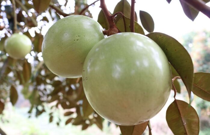 Vú sữa Lò Rèn