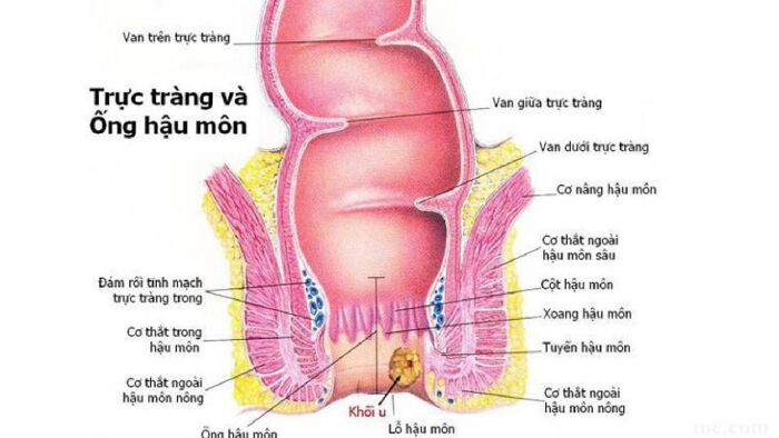 Bệnh lí hậu môn trực tràng