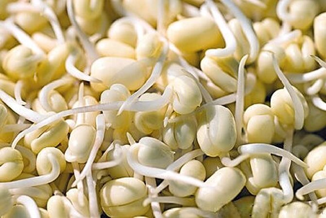 Cung cấp hàm lượng chất đạm (Protein) cao cho cơ thể