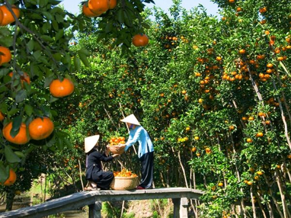Vườn cây trái Vĩnh Kim