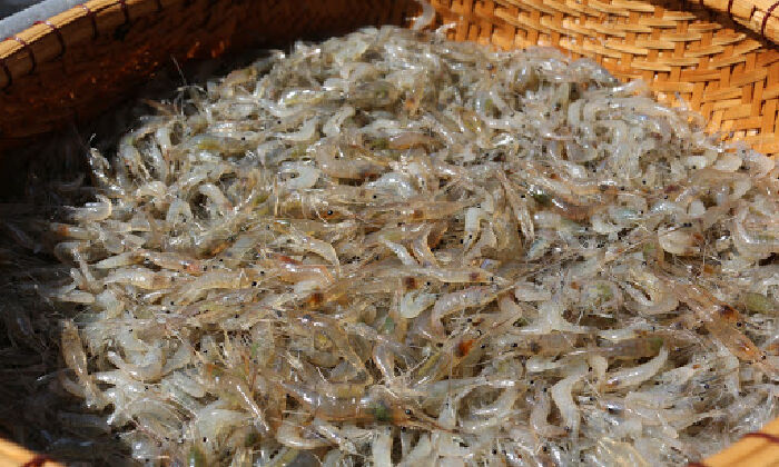 Thức ăn giàu canxi từ tôm tép, cá nhỏ