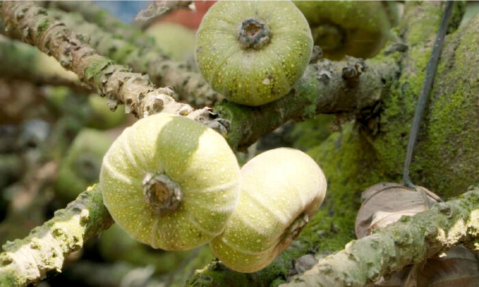 Ngăn ngừa tế bào ung thư