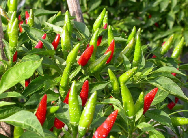 Cải thiện chức năng nhận thức
