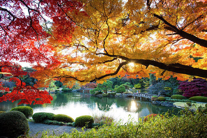Vườn quốc gia Shinjuku Gyoen