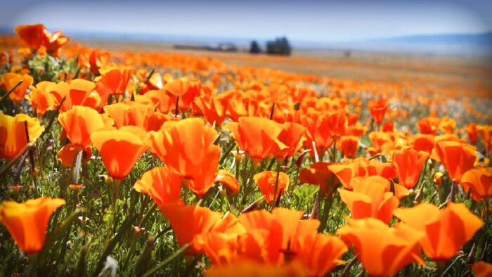 Đồi hoa Poppy ở tiểu bang California