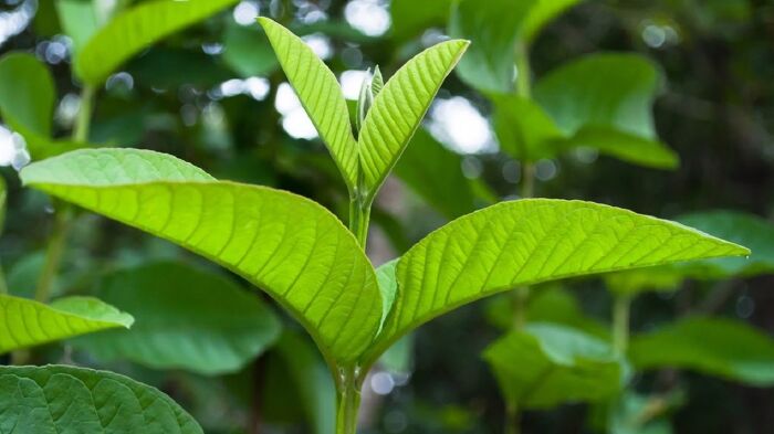 Ngăn ngừa bệnh tiểu đường