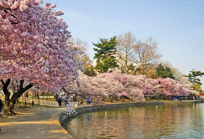 Vườn hoa anh đào, Washington D.C. (Mỹ)
